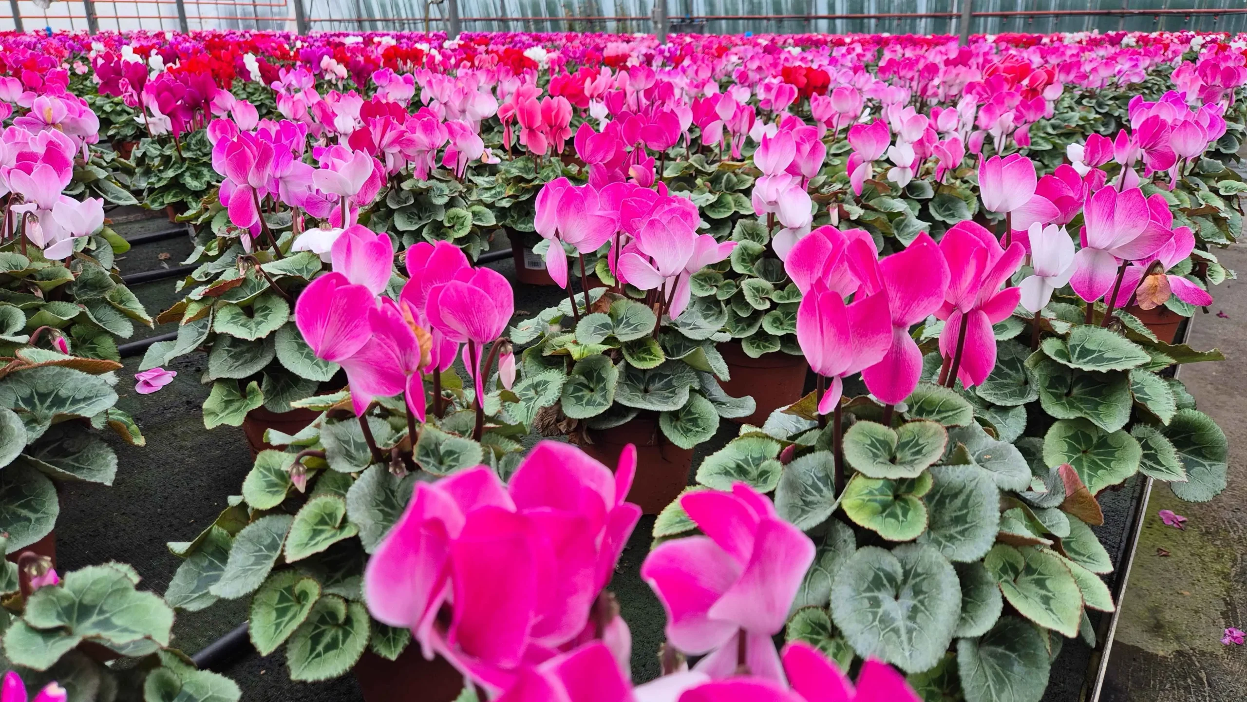 fleurs