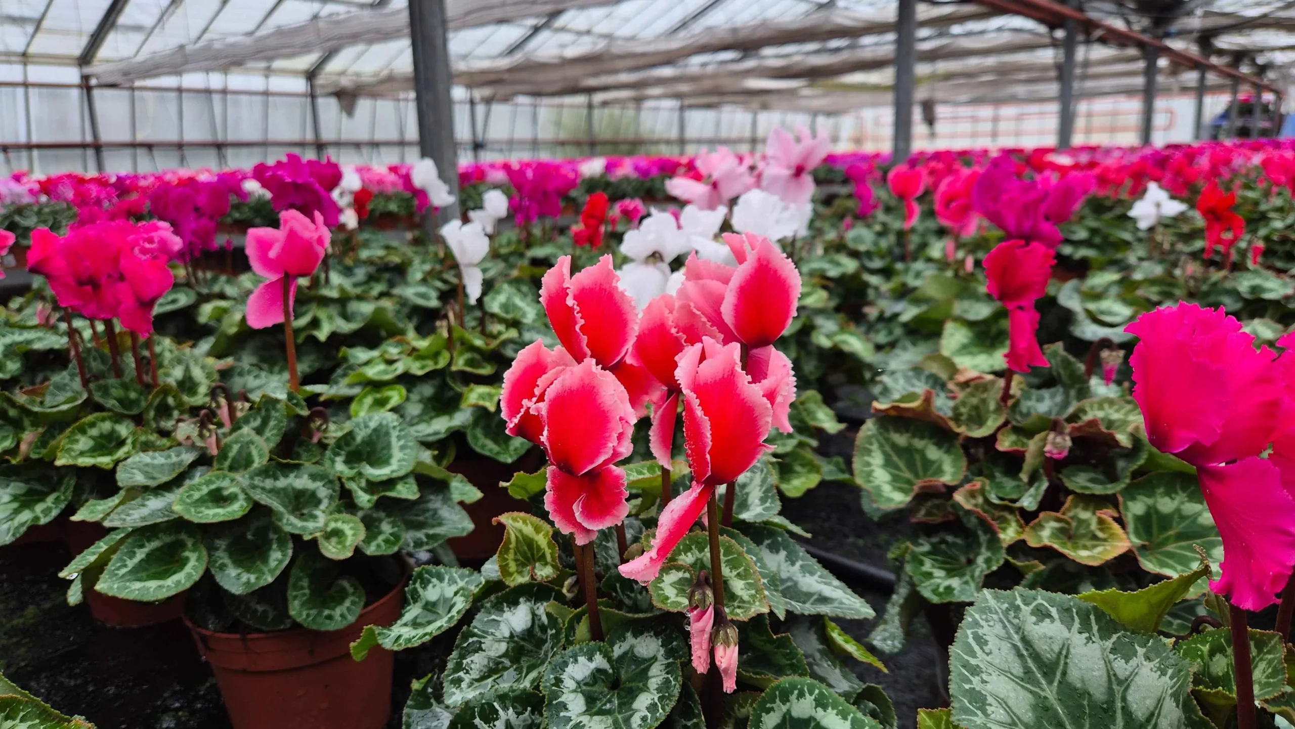 fleurs