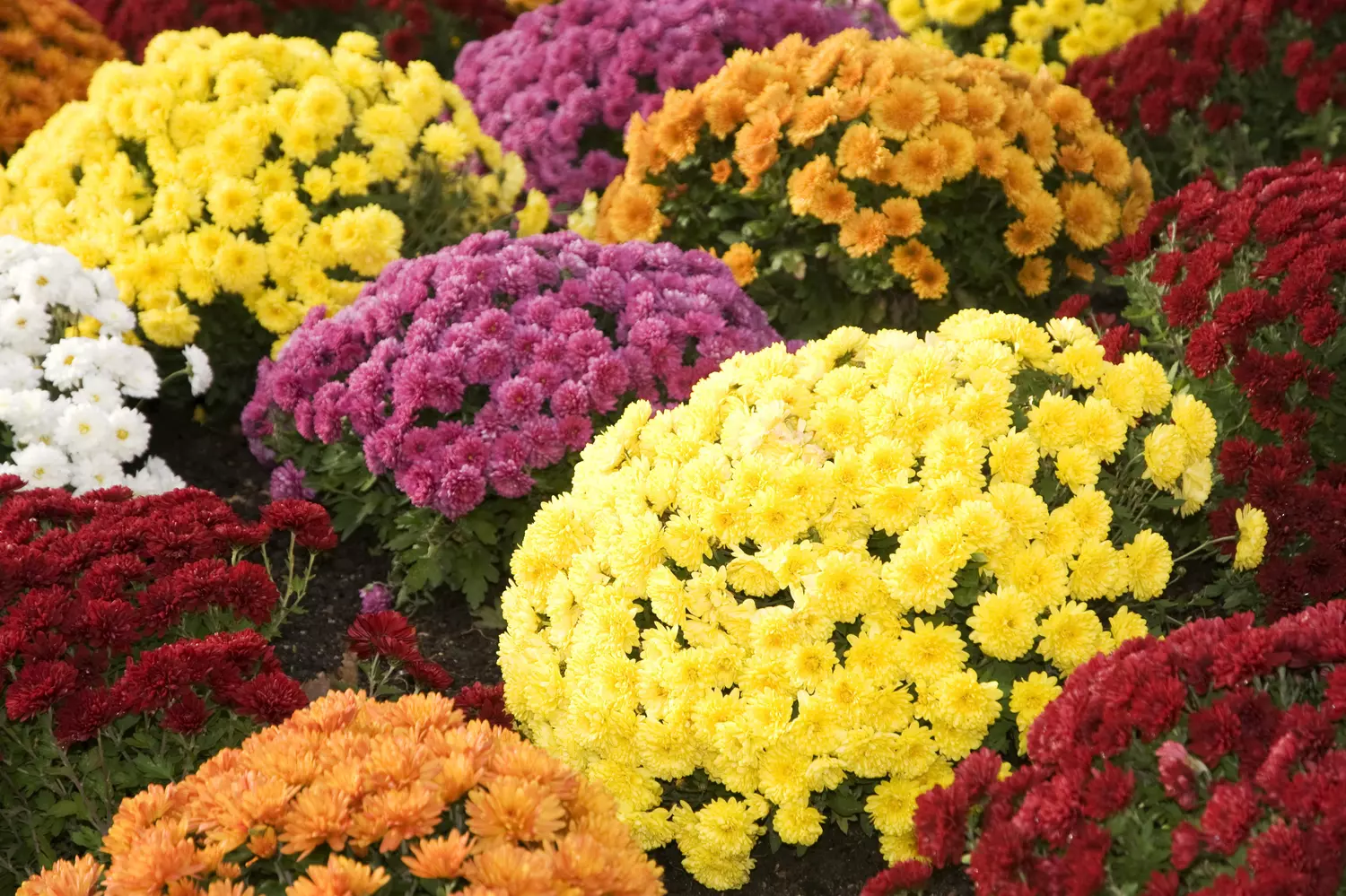 bisannuelles