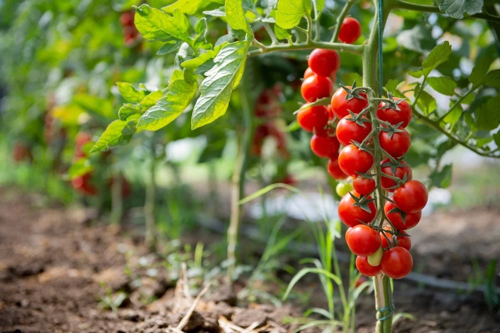 tomates