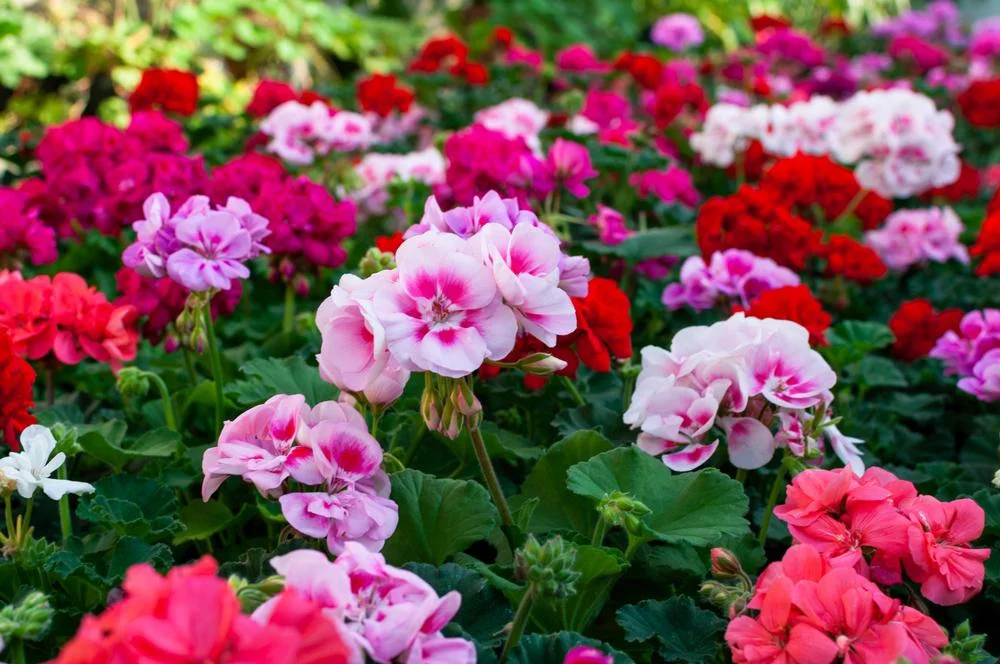 geranium