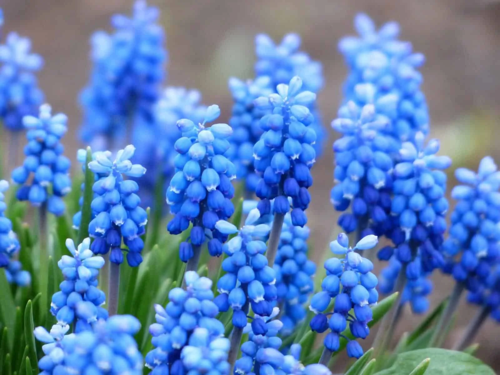 muscari