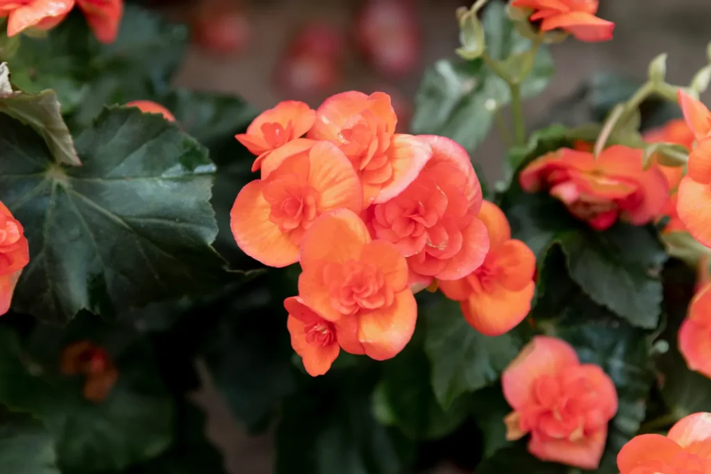 begonia