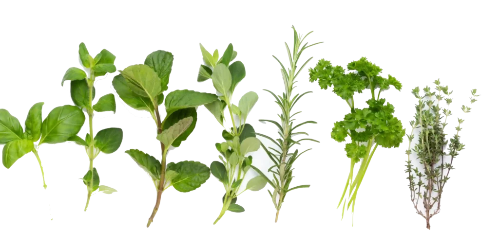 plantes aromatiques