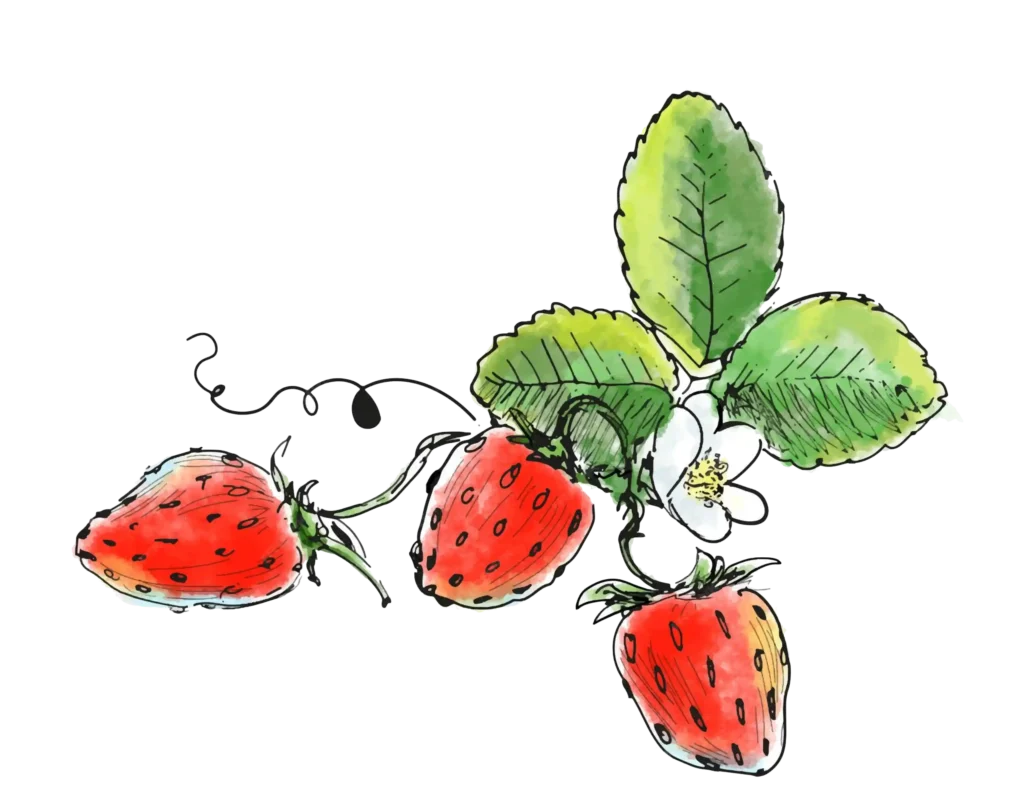 fraisiers